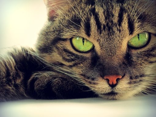 tabby cat with vivid green eyes