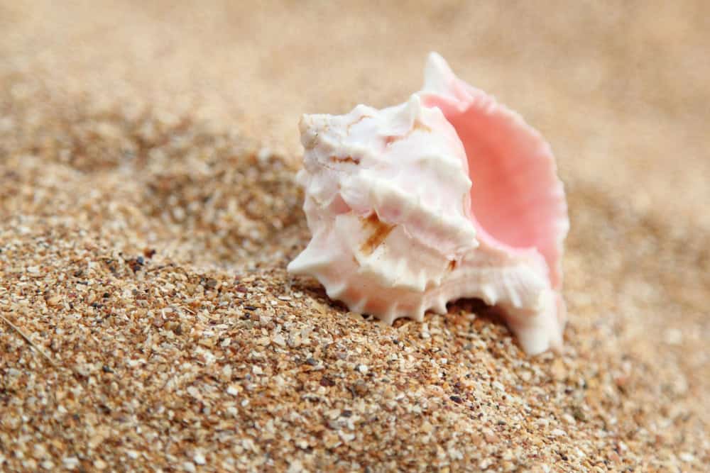The Conch Island: Dive Into Key West's Conch Culture The Travelers Way