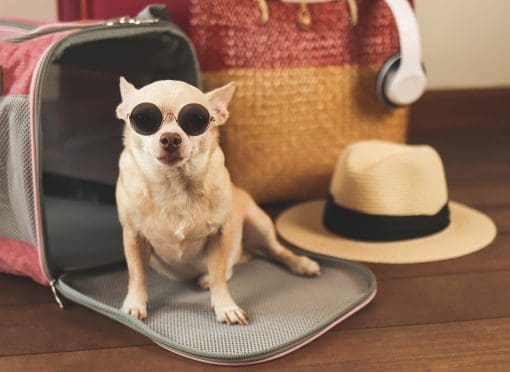 Portrait of brown chihuahua dog wearing sunglasses sitting in front of traveler pet carrier bag with travel accessories, ready to travel. Safe travel with animals.